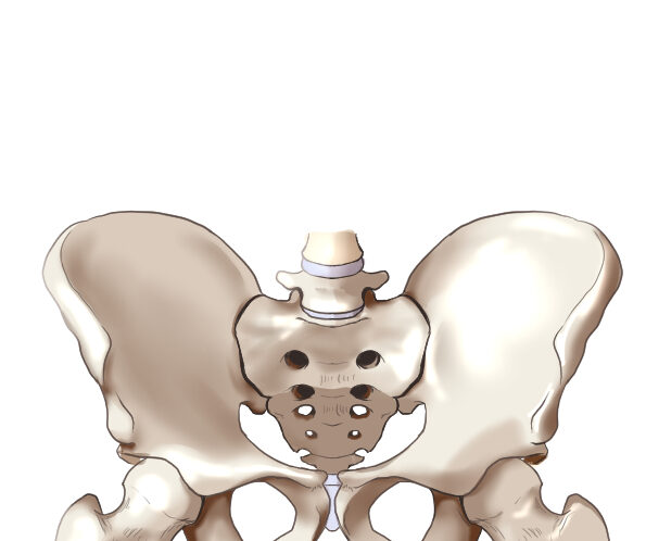 【姿勢改善】骨盤周辺の柔軟性と安定性